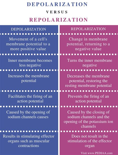 Difference Between Depolarization and Repolarization - Pediaa.Com