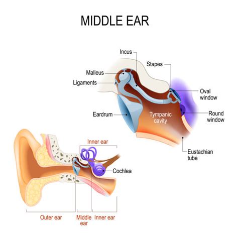 Anatomy Of Human Ear Hammer Anvil And Stirrup