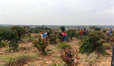 Grape-Harvesting – Julia Eats