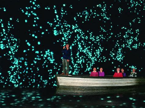 Waitomo Glowworm Caves, Day Tour, New Zealand