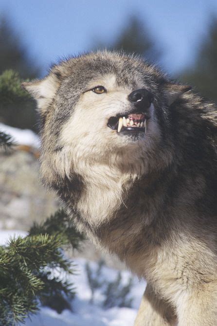 grey wolf snarling | ... | Wildlife | Snarling Gray or Timber Wolf ...