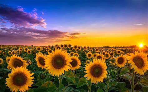 Sunny Sunflowers Wallpapers - Wallpaper Cave