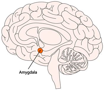 Emotion Facts: Emotions in the Brain