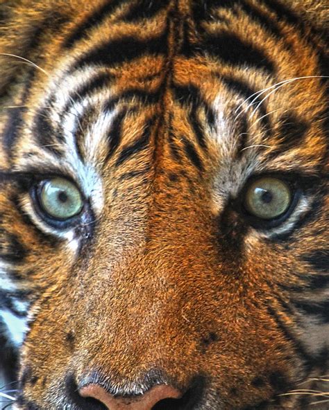 Tiger Face Close up Photograph by Steve McKinzie