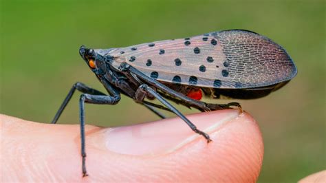 Will Spotted Lanternflies Damage My Trees? - Manor Tree Service