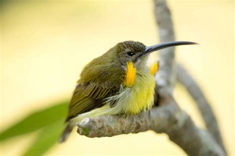 Olive-backed sunbird (Cinnyris jugularis)