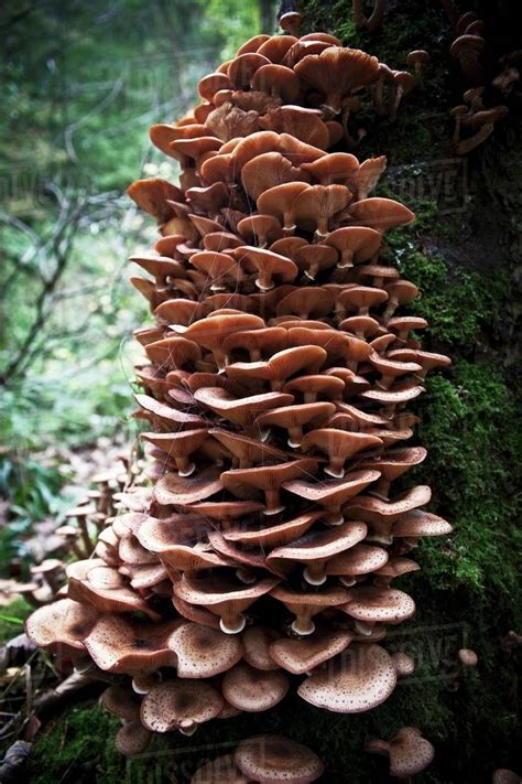 Mushrooms growing on a tree stump in a forest - Stock Photo - Dissolve