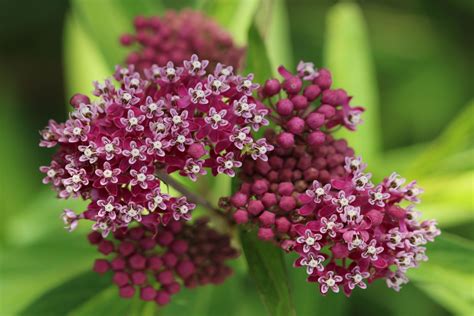 How to Grow and Care for Swamp Milkweed