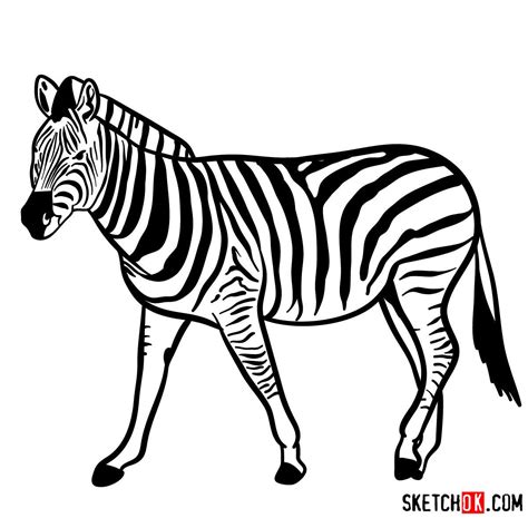 How to draw a Zebra | Wild Animals | Zebra, Zebra drawing, Animal sketches