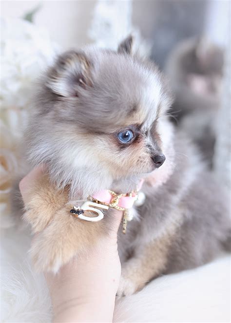 Teacup Pomeranian