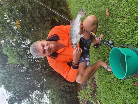 41cm Jungle Perch - LURELOVERS Australian Fishing Lure Community