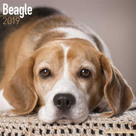 Beagle Calendar, Dog Breed Calendars | MegaCalendars