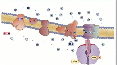 Electron Transport Chain Animation - YouTube