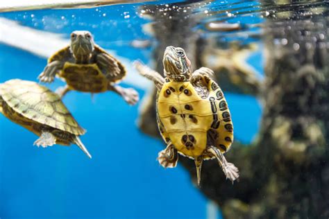 10 Reasons Why Pet Turtles Make Great Pets - We're All About Pets