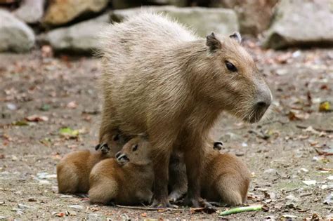 Capybara vs. Beaver: Key Differences in Behavior and Characteristics