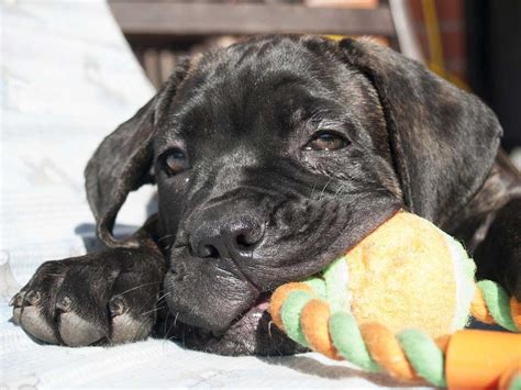 Cane Corso Puppies: Features Of Selection, Feeding And Care Pets Feed