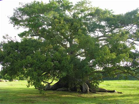 250 year old Ceiba tree in Esperanza, Vieques, Puerto Rico