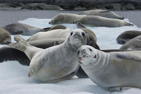 Antarctica Sea Animals