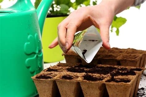 How to Plant Small Flower Seeds - Urban Garden Gal