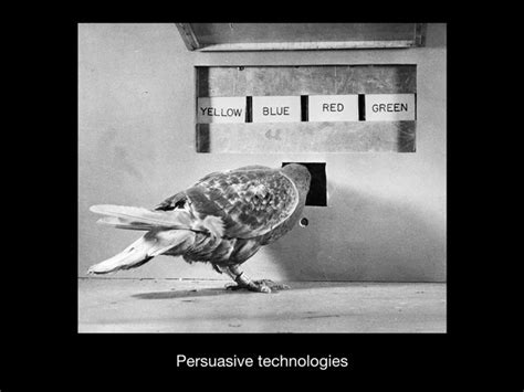 Pigeons, Operant Conditioning, and Social Control