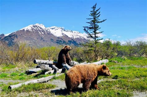 Wildlife Viewing | Visit Anchorage