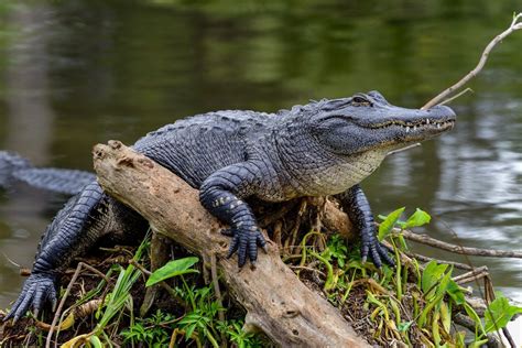 6 Amazing Louisiana Swamp Animals | Bayou Swamp Tours