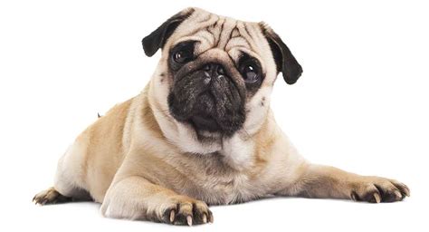 22 Pug Facts - How Well Do You Really Know Your Favorite Dog? - The ...