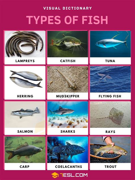 Fish Names in English with Pictures • 7ESL