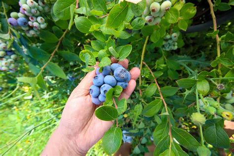 Best Berry Plants for Home Gardens: Berry Varieties for Home Gardeners