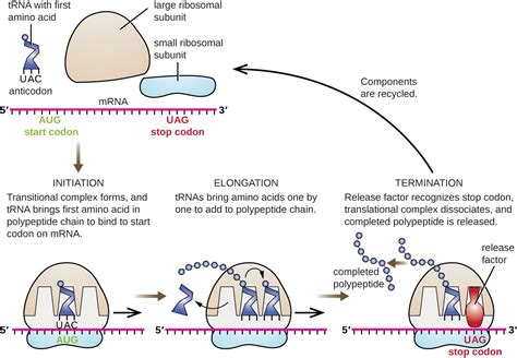 What causes mRNA translation to stop? + Example