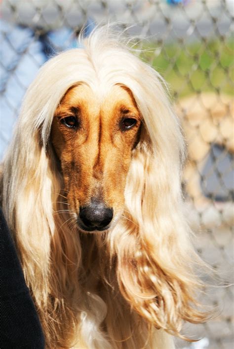 Afghan Hound Breed Information and Photos | ThriftyFun