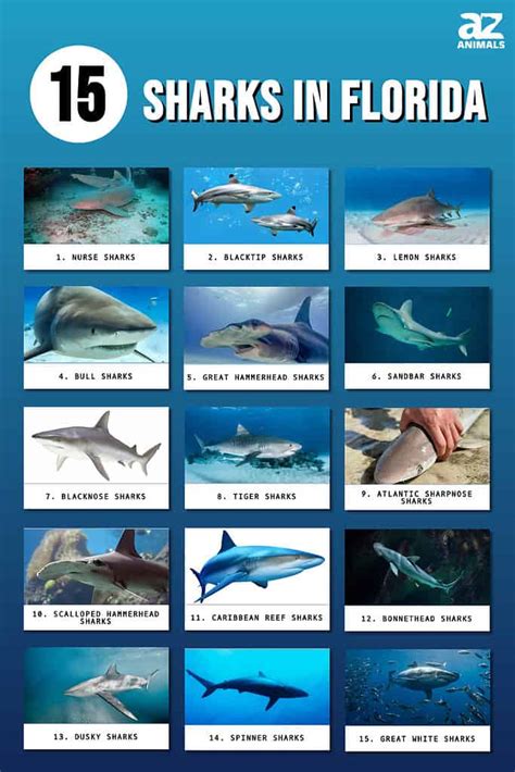 15 Sharks in Florida - A-Z Animals