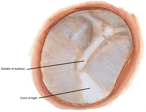 ear drum – Outlander Anatomy