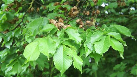 Educational videos on nature (Wych Elm leaves and fruit in the rain ...