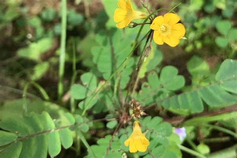 India has 8,000 medicinal plants but climate change and biodiversity ...