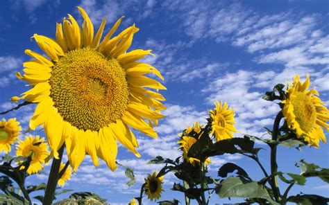 Colorful Sunflowers Wallpaper [1920x1200]