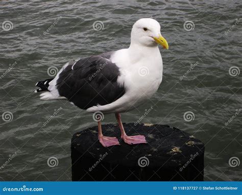 A Seagull is Sitting and Relaxing Stock Image - Image of outdoor ...