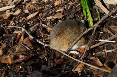 Wood Mouse - Facts, Diet, Habitat & Pictures on Animalia.bio