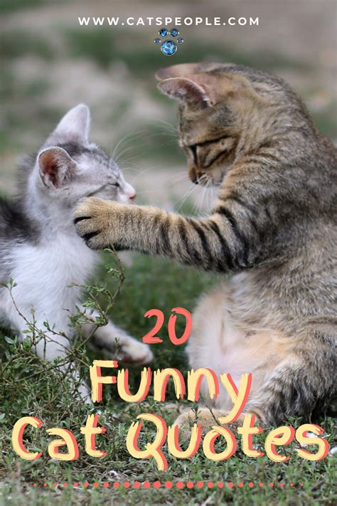 Pin on Funny Cats