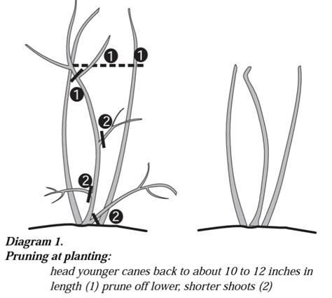 How to Prune Blueberry Bushes - Food Gardening Network