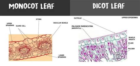 Monocot Leaf Under Microscope