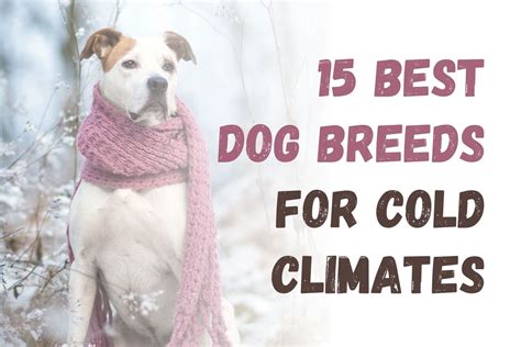 Top 15 Dog Breeds Suited for Cold Weather