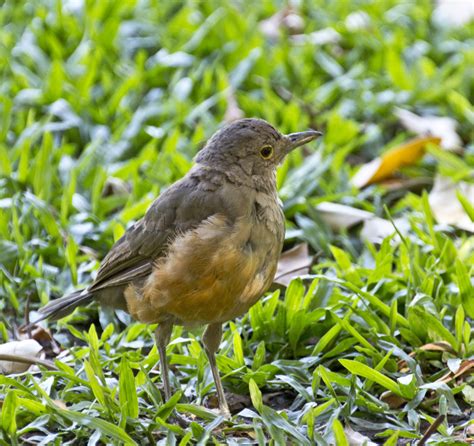 Rufous-bellied Thrush | Great Bird Pics