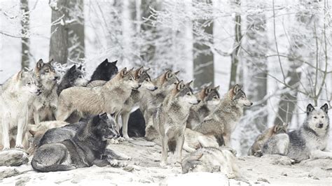 Pack Of Wolves