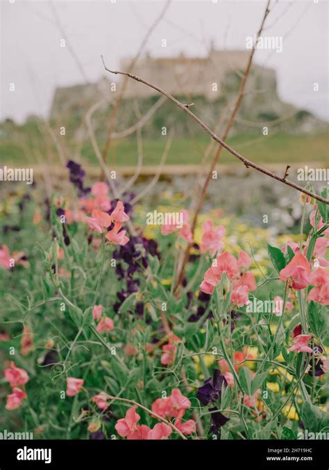 Gertrude Jekyll walled National Trust garden in Holy Island Lindisfarne ...