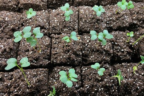 Broccoli Plant Growing Stages (with Pictures!)