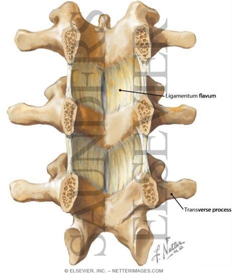 Ligamentum Flavum