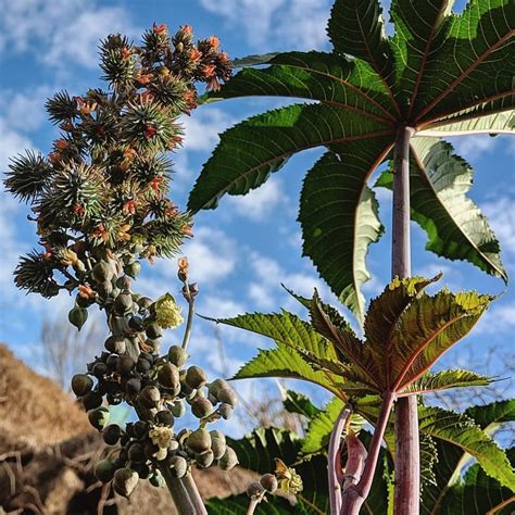 Castor Oil Plant (Ricinus communis) – Weeds of Melbourne