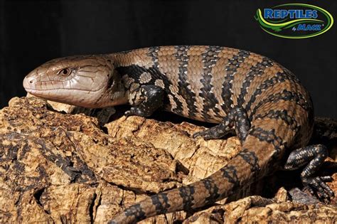 Blue Tongue Skink Care Sheet – Reptiles by Mack