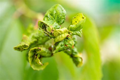 How to Get Rid of Aphids [The Ultimate Guide] | Pests Banned